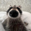 Raccoon:]