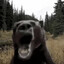 Seabear