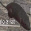 Halo 3 rat