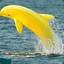 YELLOW Dolphin