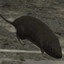 Volo