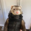 Greased Up War Ferret