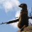sniping.meerkat