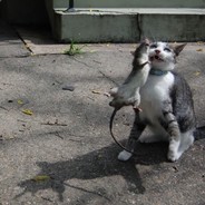 저는아무것도모릅니다