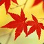 maple leaf