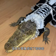 I teach s1mple play awp