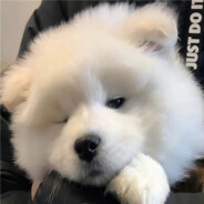 萌大哥