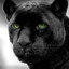 Black panther