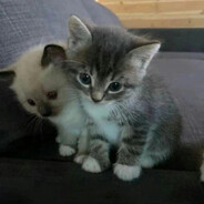 王子异开门毁了哥哥的一生