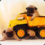 Pugtruck