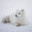 Arctic Fox