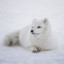 Arctic Fox