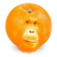 orangegutan