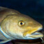 ^9crazyFisherman67