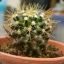 Cactus :)