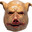 Mr. Pig