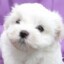 Bichon Perdu