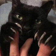 很坏很坏的奶牛猫