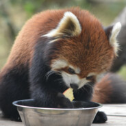 redpanda theif