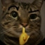 my cat is judging you