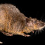 h20 rat