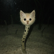 gato