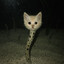 gato