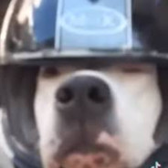 perro motociclon