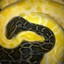 xxpython1976xx