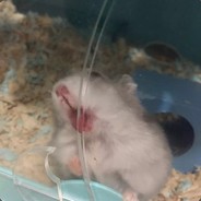 爱吃蜂蜜的老鼠