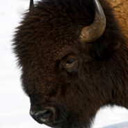 宝宝巴士50+- 固定赢对