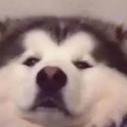 阿巴阿巴#CSGO白给节