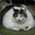 DAT FAT CAT