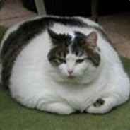 DAT FAT CAT