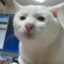 just meowing around