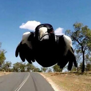 magpie