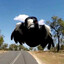 magpie