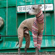 Жопка Ёжика 😉