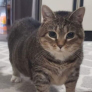 猫meme（单身，已结扎）