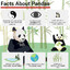 Panda Facts