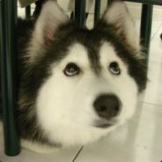 moo - steam id 76561197971701753