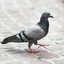 Pigeon