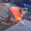 Construction Dog