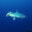 Hammerhead Vision