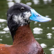 |PURPLE|Mezclasaurio