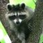 Raccoon