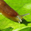 Slug felon