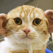 Otoko Cat