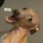 呀吼