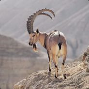 Scapegoat - steam id 76561197971718203